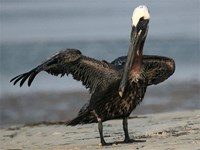 Pelican (click to enlarge)